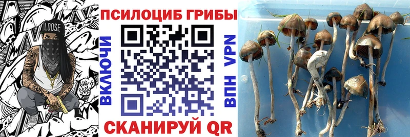даркнет сайт  Дербент  Галлюциногенные грибы Psilocybe 